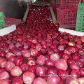 fresh huaniu apples red apple chinese apple china apple factory